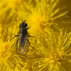Muscidae (family) (Unidentified muscid fly) at Russell, ACT - 5 Sep 2025 by Hejor1