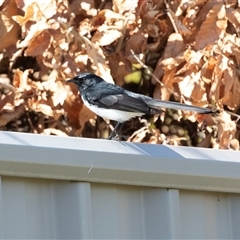 Rhipidura leucophrys (Willie Wagtail) at Macgregor, ACT - 5 Sep 2025 by AlisonMilton