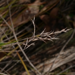 Lepidosperma laterale at Gherang, VIC - 4 Sep 2025 by WendyEM