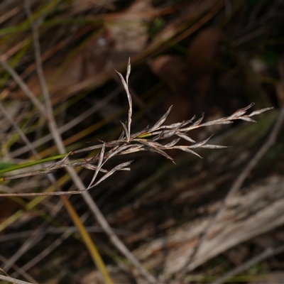 Lepidosperma laterale at Gherang, VIC - 4 Sep 2025 by WendyEM