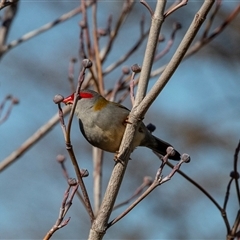 Neochmia temporalis (Red-browed Finch) at Macgregor, ACT - 5 Sep 2025 by AlisonMilton