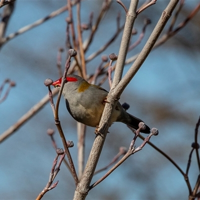 Neochmia temporalis (Red-browed Finch) at Macgregor, ACT - 5 Sep 2025 by AlisonMilton