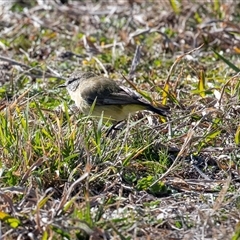 Acanthiza chrysorrhoa (Yellow-rumped Thornbill) at Macgregor, ACT - 5 Sep 2025 by AlisonMilton