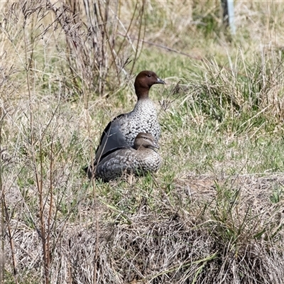 Chenonetta jubata (Australian Wood Duck) at Dunlop, ACT - 5 Sep 2025 by AlisonMilton