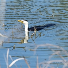 Microcarbo melanoleucos (Little Pied Cormorant) at Dunlop, ACT - 5 Sep 2025 by AlisonMilton