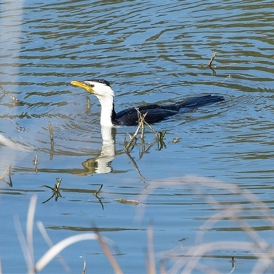 Microcarbo melanoleucos (Little Pied Cormorant) at Dunlop, ACT - 5 Sep 2025 by AlisonMilton