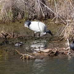Threskiornis molucca (Australian White Ibis) at Dunlop, ACT - 5 Sep 2025 by AlisonMilton