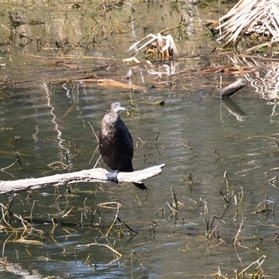 Phalacrocorax sulcirostris (Little Black Cormorant) at Dunlop, ACT - 5 Sep 2025 by AlisonMilton