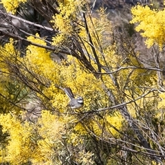 Rhipidura albiscapa (Grey Fantail) at Dunlop, ACT - 5 Sep 2025 by AlisonMilton