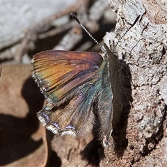 Paralucia crosbyi (Violet Copper Butterfly) by Pirom