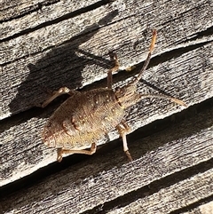 Omyta centrolineata (Centreline Shield Bug) at Reid, ACT - 30 Aug 2025 by Pirom