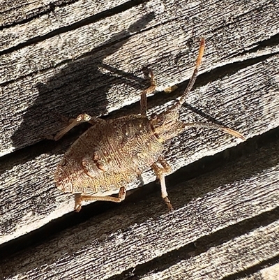 Omyta centrolineata (Centreline Shield Bug) at Reid, ACT - 30 Aug 2025 by Pirom