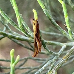 Eutorna tricasis (A Depressariid moth) at Baradine, NSW - 6 Aug 2025 by Pirom