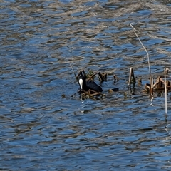 Fulica atra (Eurasian Coot) at Dunlop, ACT - 5 Sep 2025 by AlisonMilton