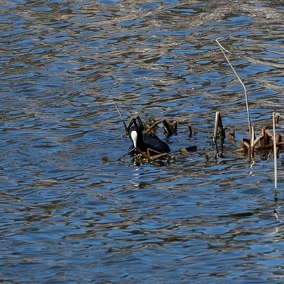 Fulica atra (Eurasian Coot) at Dunlop, ACT - 5 Sep 2025 by AlisonMilton