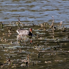 Gallinula tenebrosa (Dusky Moorhen) at Dunlop, ACT - 5 Sep 2025 by AlisonMilton