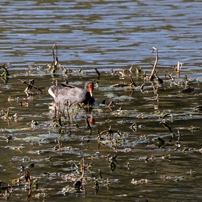 Gallinula tenebrosa (Dusky Moorhen) at Dunlop, ACT - 5 Sep 2025 by AlisonMilton