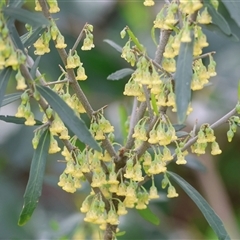Melicytus (genus) at West Wodonga, VIC - 2 Sep 2025 by KylieWaldon