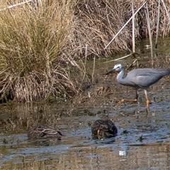 Egretta novaehollandiae (White-faced Heron) at Dunlop, ACT - 5 Sep 2025 by AlisonMilton