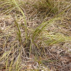 Gahnia radula (Thatch Saw-sedge) at Gherang, VIC - 4 Sep 2025 by WendyEM