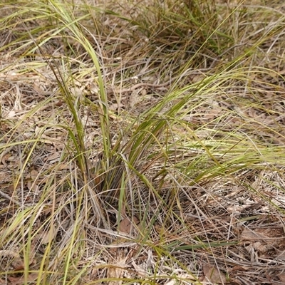 Gahnia radula (Thatch Saw-sedge) at Gherang, VIC - 4 Sep 2025 by WendyEM