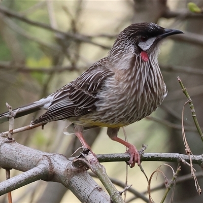 Anthochaera carunculata (Red Wattlebird) at West Wodonga, VIC - 2 Sep 2025 by KylieWaldon