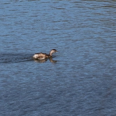 Tachybaptus novaehollandiae (Australasian Grebe) at Dunlop, ACT - 5 Sep 2025 by AlisonMilton
