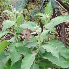 Solanum (genus) at West Wodonga, VIC - 2 Sep 2025 by KylieWaldon