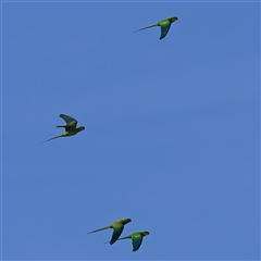 Polytelis swainsonii (Superb Parrot) at Coombs, ACT - 5 Sep 2025 by Kenp12