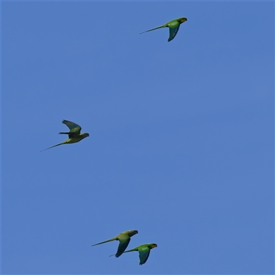 Polytelis swainsonii (Superb Parrot) at Coombs, ACT - 5 Sep 2025 by Kenp12
