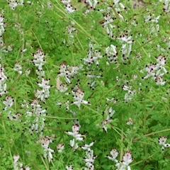 Fumaria sp. at West Wodonga, VIC - 2 Sep 2025 by KylieWaldon