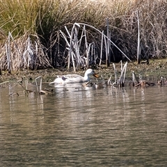 Anas platyrhynchos (Mallard (Domestic Type)) at Dunlop, ACT - 5 Sep 2025 by AlisonMilton