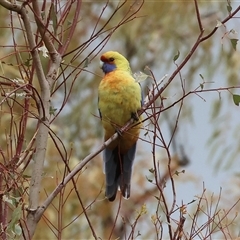 Platycercus elegans flaveolus (Yellow Rosella) at West Wodonga, VIC - 2 Sep 2025 by KylieWaldon