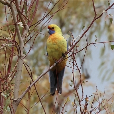 Platycercus elegans flaveolus (Yellow Rosella) at West Wodonga, VIC - 2 Sep 2025 by KylieWaldon