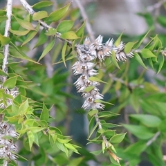 Melaleuca (genus) at West Wodonga, VIC - 2 Sep 2025 by KylieWaldon