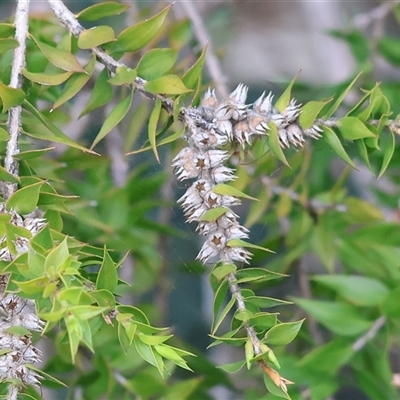 Melaleuca (genus) at West Wodonga, VIC - 2 Sep 2025 by KylieWaldon