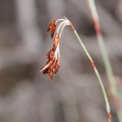 Hypolaena fastigiata (Tassel Rope-rush) at Gherang, VIC - 4 Sep 2025 by WendyEM