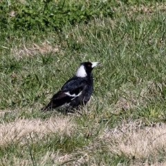 Gymnorhina tibicen (Australian Magpie) at Dunlop, ACT - 5 Sep 2025 by AlisonMilton