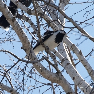 Grallina cyanoleuca (Magpie-lark) at Dunlop, ACT - 5 Sep 2025 by AlisonMilton