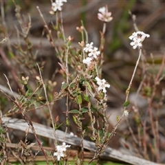 Leucopogon virgatus at Gherang, VIC - 4 Sep 2025 by WendyEM