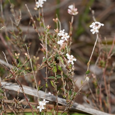 Leucopogon virgatus at Gherang, VIC - 4 Sep 2025 by WendyEM