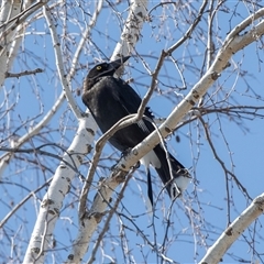 Strepera graculina (Pied Currawong) at Dunlop, ACT - 5 Sep 2025 by AlisonMilton