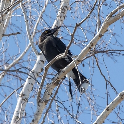 Strepera graculina (Pied Currawong) at Dunlop, ACT - 5 Sep 2025 by AlisonMilton