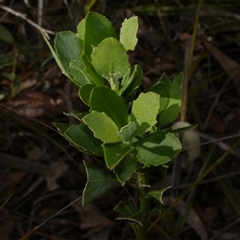 Chrysanthemoides monilifera subsp. monilifera (African Boneseed) at Gherang, VIC - 4 Sep 2025 by WendyEM
