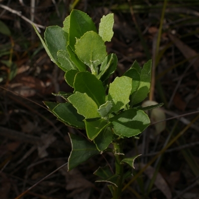 Chrysanthemoides monilifera subsp. monilifera (African Boneseed) at Gherang, VIC - 4 Sep 2025 by WendyEM
