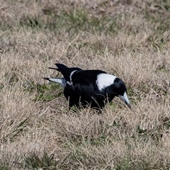 Gymnorhina tibicen (Australian Magpie) at Dunlop, ACT - 5 Sep 2025 by AlisonMilton