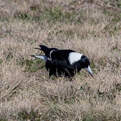 Gymnorhina tibicen (Australian Magpie) at Dunlop, ACT - 5 Sep 2025 by AlisonMilton