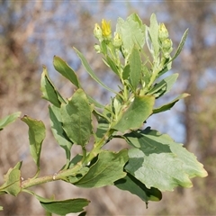 Chrysanthemoides monilifera subsp. monilifera (African Boneseed) at Gherang, VIC - 5 Sep 2025 by WendyEM