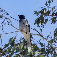 Coracina novaehollandiae (Black-faced Cuckooshrike) at Dunlop, ACT - 5 Sep 2025 by AlisonMilton