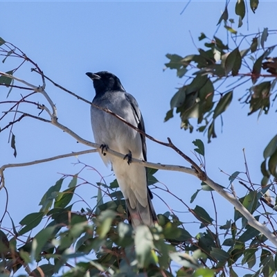 Coracina novaehollandiae (Black-faced Cuckooshrike) at Dunlop, ACT - 5 Sep 2025 by AlisonMilton